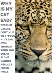 Why is my cat sad- (1)